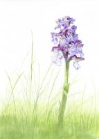 Green veined orchid (Anacamptis morio) - "Meadow Beauty" 